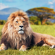 Illustration for article titled Dead Lion Found in Freezer During UK Restaurant Health Inspection